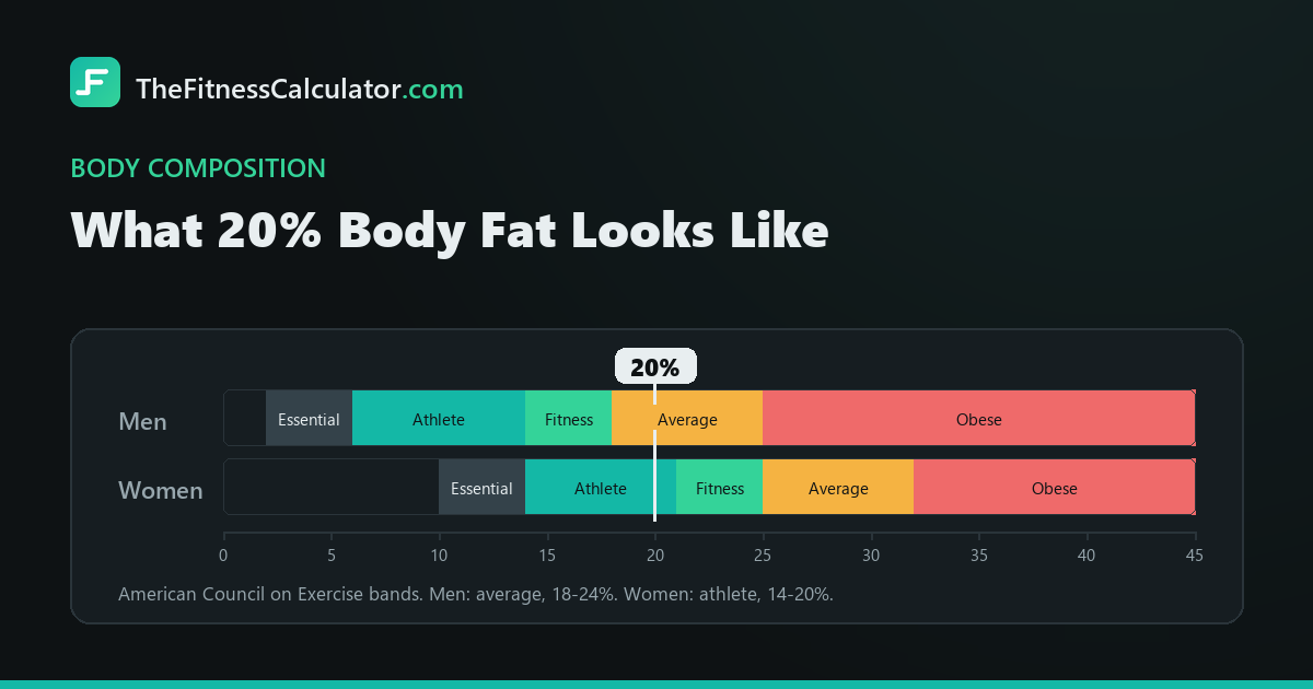 Body fat percentage chart with the American Council on Exercise bands for men and women, marked at 20 percent, which sits in the average band for men (18-24%) and in the athlete band for women (14-20%)