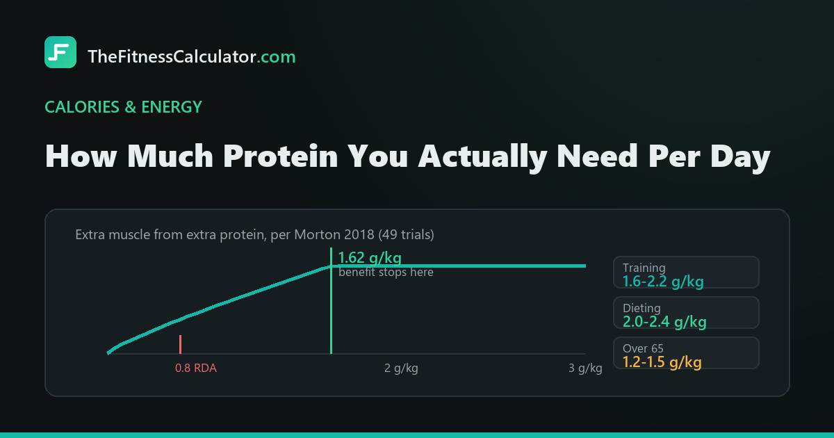 Curve showing the muscle benefit of protein rising then plateauing at 1.62 grams per kilogram, with the 0.8 gram RDA marked far below it