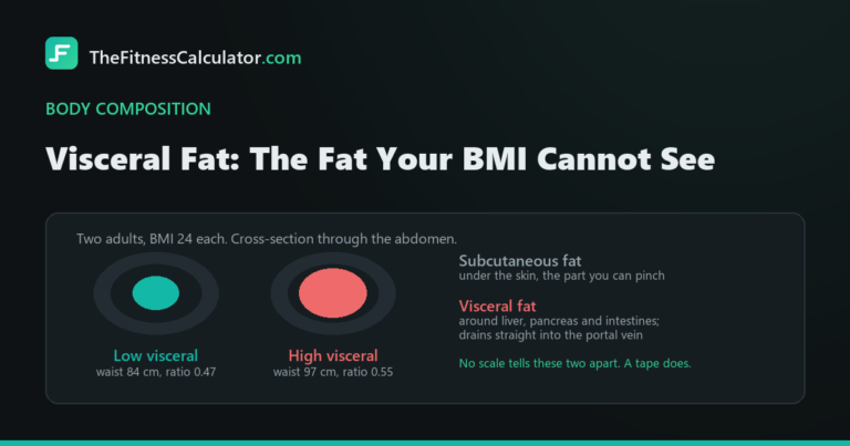 Two abdominal cross-sections at the same BMI of 24, one with a small visceral fat area and one with more than twice as much